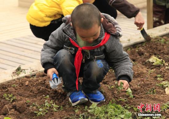 12月19日，安井学校学生在楼顶的“开心农场”玩耍。据悉，为了让学生体验种植的快乐，贵州省贵阳市安井学校在教学楼顶开辟了一块占地近400平米的“开心农场”，让孩子们在此种植白菜、茄子、豌豆、油菜等农作物。中新社发 鲍光翔 摄